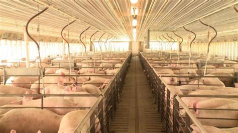 does smithfield ship hogs to china for processing
